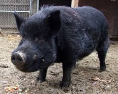 Will Traders Go ?Hog Wild? Following USDA Report?