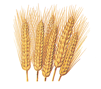 World Awash In Wheat