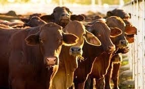 Bearish Cattle Stampede Continues