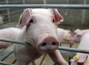 Hog Prices Higher But Exports Needed To Sustain Rally